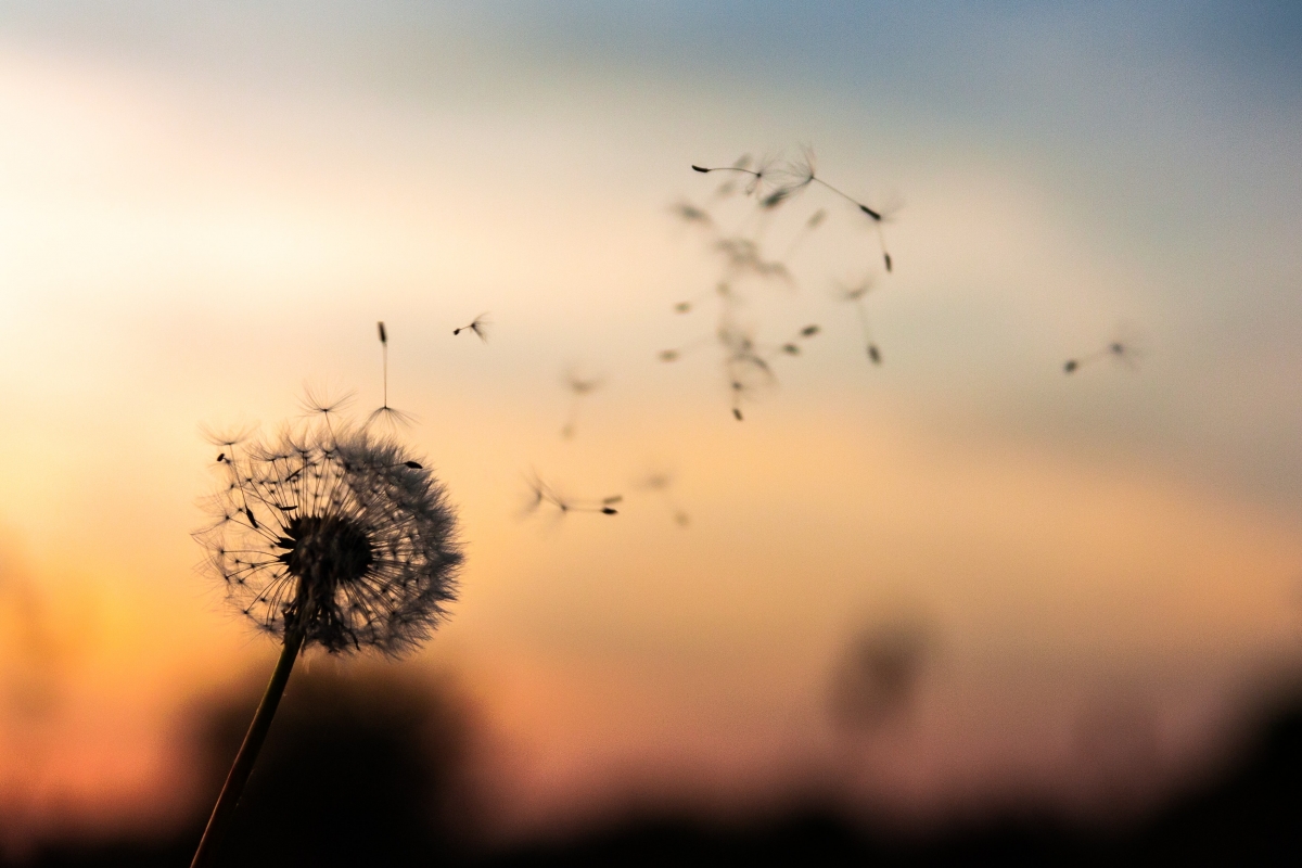 Dandelion blowing in the wind