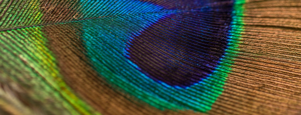 Close-up of a peacock feather