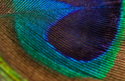 Close-up of a peacock feather