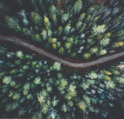 road going through a forest